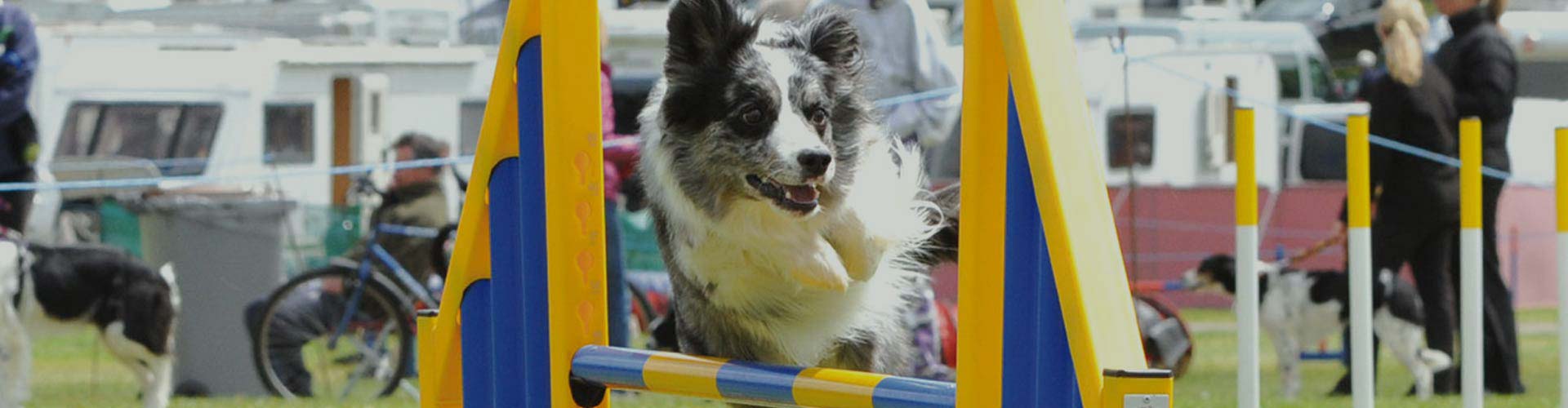 dog jump 1